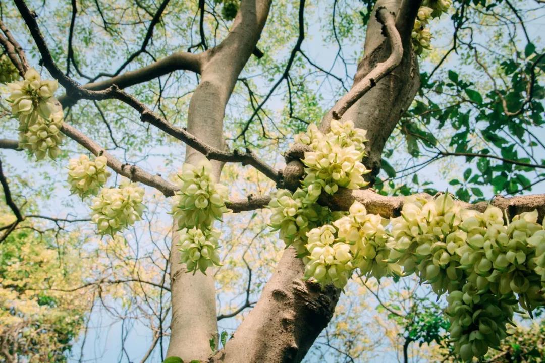 高明禾雀花.jpg